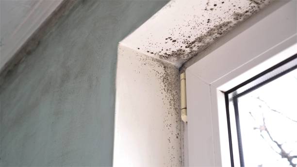 Best Black Mold Removal  in Safford, AZ