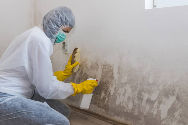 Best Home Mold Removal  in Safford, AZ