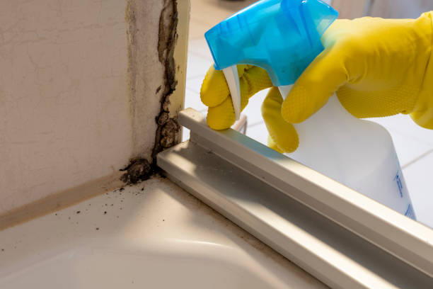 Best Emergency Mold Removal  in Safford, AZ