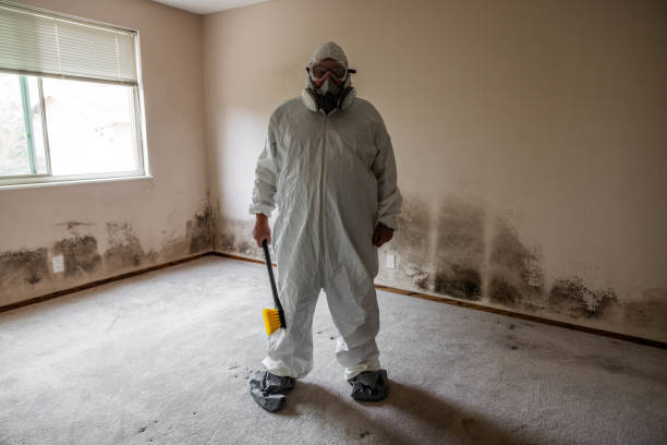 Best Certified Mold Removal  in Safford, AZ