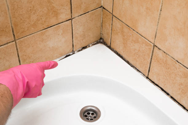 Best Commercial Mold Removal  in Safford, AZ